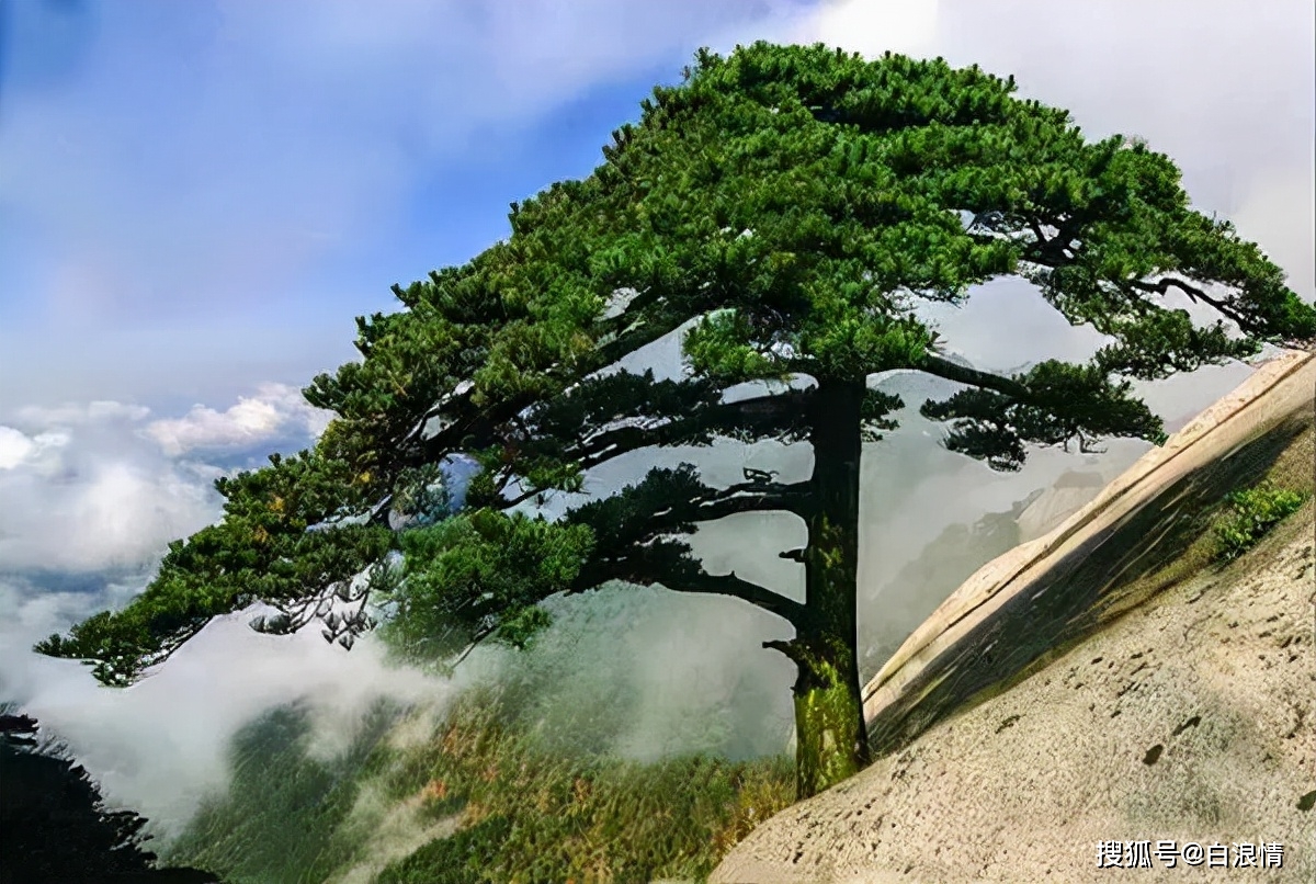 咏松刘安国(北京)孤寂或森森,葱笼四季心.亭亭迎远客,凛凛伴忠忱.