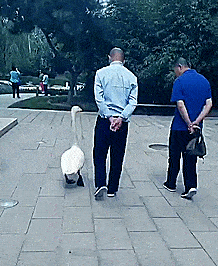 天鵝乖巧跟在主人身旁散步，走路嘚瑟引圍觀，鵝帥特煩惱 萌趣萌寵 第5张