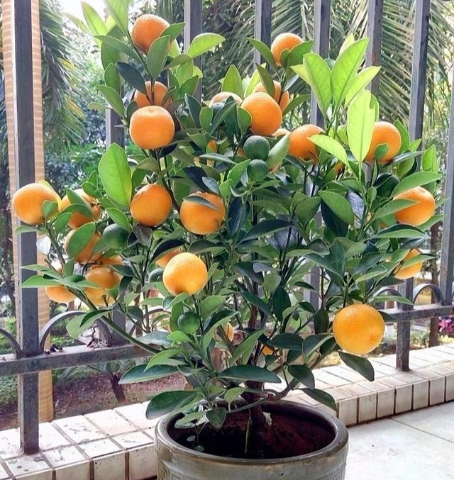 怎么种橘子树 083d7157efa844fbb3706ba9f8889002.jpeg