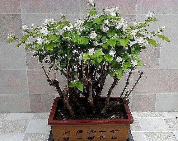 蝴蝶兰怎样生根快一点 5cbf5e0e8ff741c6b44c29e2dd76d136.jpeg