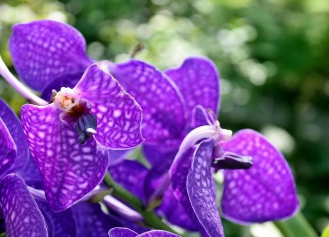 10月3日 10月31日 生肖羊 生肖兔 生肖猴运势大吉 财运亨通