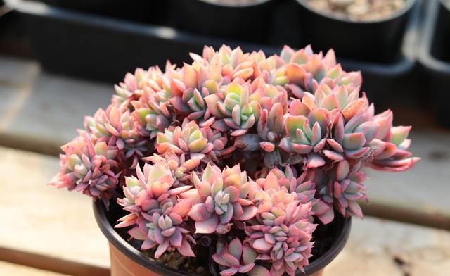 多肉怎么配土才疏松透气 e38ee811266248b68c4ff7ccfb01a3c7.jpeg