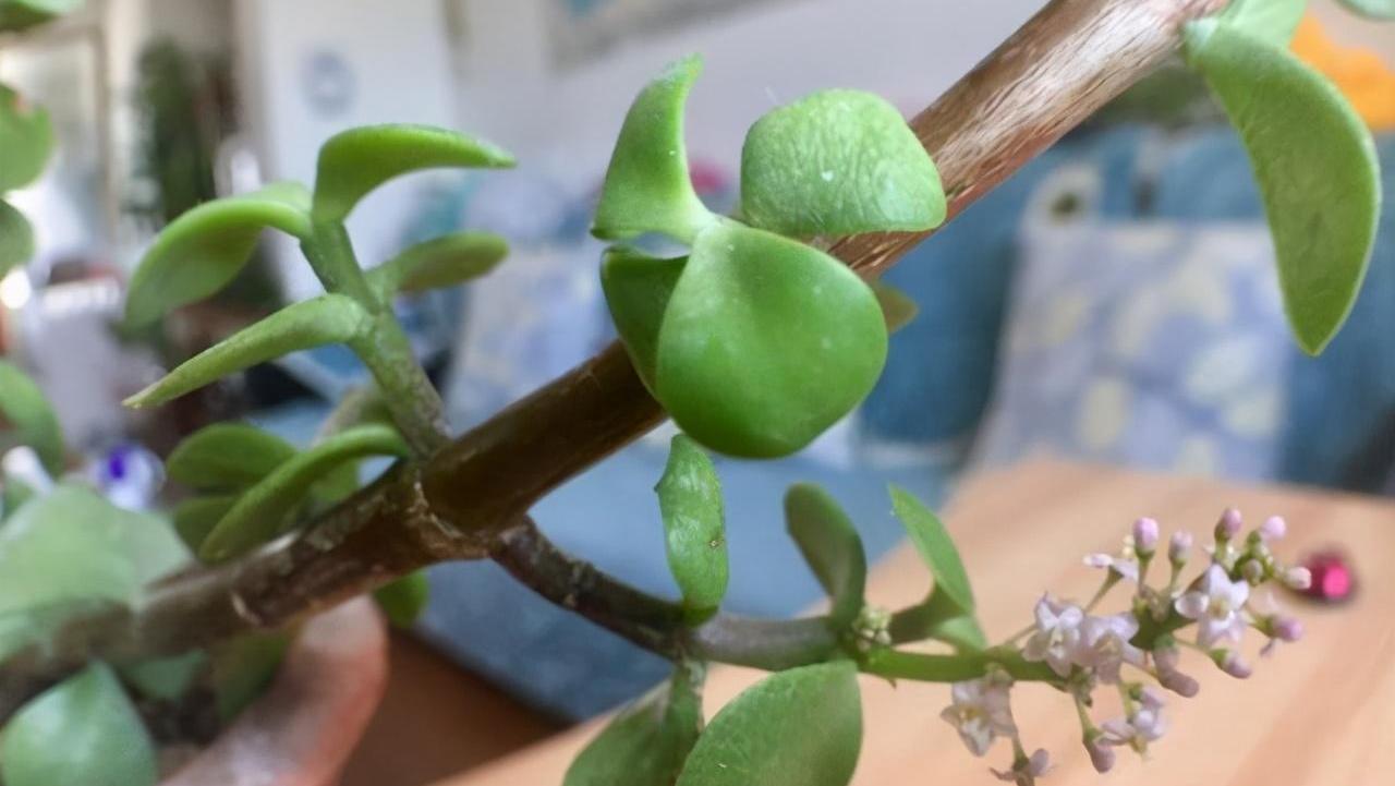 怎么养金枝玉叶开花 1fd48419e75b425a8410cb9e5a936b5a.jpeg