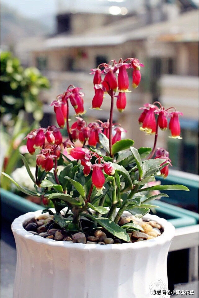 喜欢玫瑰 不如养盆 精品月季 凯特琳娜 花型圆润 高贵优雅 石斛兰