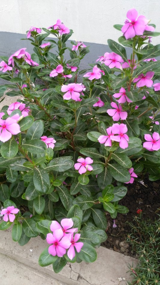 适合家里养的花卉四季开花 5a36725e81b94ee5b66d7335ea0bdd37.jpeg