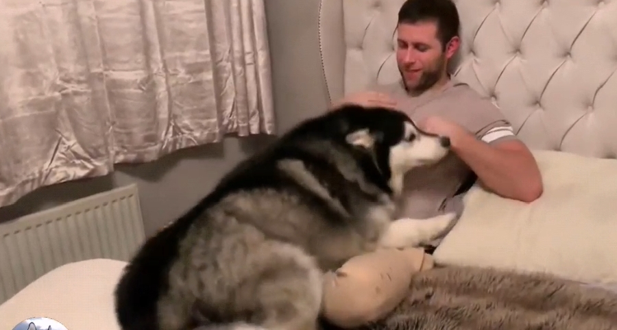 区说|主人出差回家，阿拉发现没带零食转身就跑，变脸也太快了吧