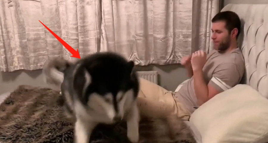 区说|主人出差回家，阿拉发现没带零食转身就跑，变脸也太快了吧