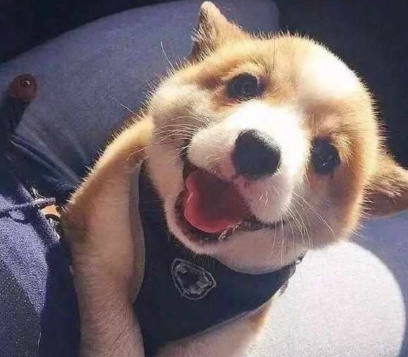 因为柯基沉迷拆家致敬二哈,铲屎官愁白头发,学会这三招让狗狗变乖巧