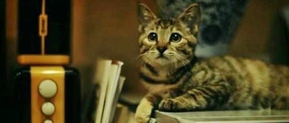 猫咪冬天把狸花猫关在门外面，会被冻死吗？