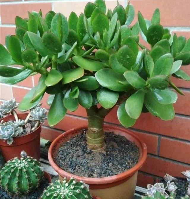 怎么养玉树才能长得快 2c6ec0ca03f8441694ffb7350ea30f98.jpeg