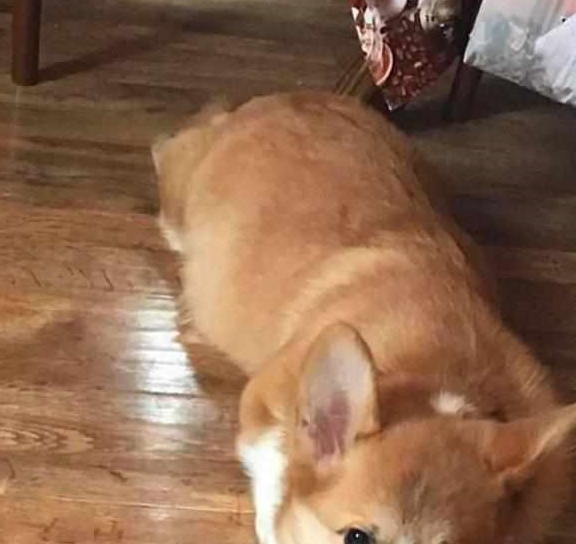 因为柯基沉迷拆家致敬二哈,铲屎官愁白头发,学会这三招让狗狗变乖巧