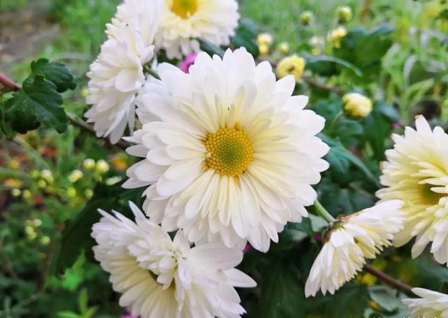 哪里人最爱养菊花 3851db1936c94d9d90f944839f246262.jpeg