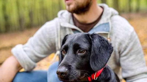 黑色|为什么都说养黑狗好,这5个好处不是人人都能体会到的!