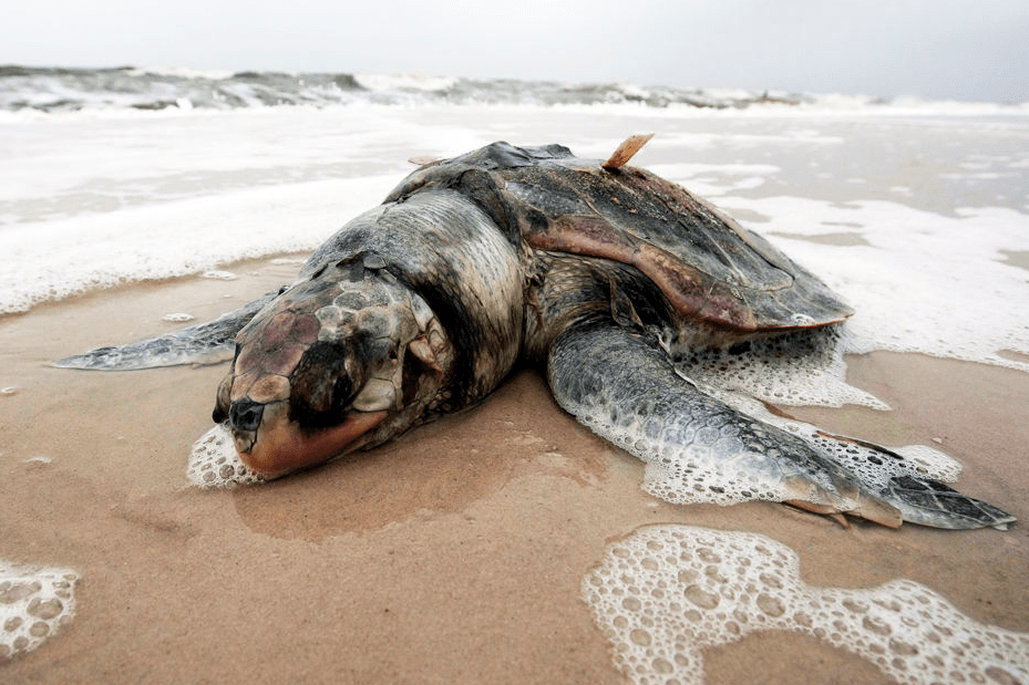 網友評論: 汙染的海域,造成的海洋生物死亡,美國是不是該承擔責任?