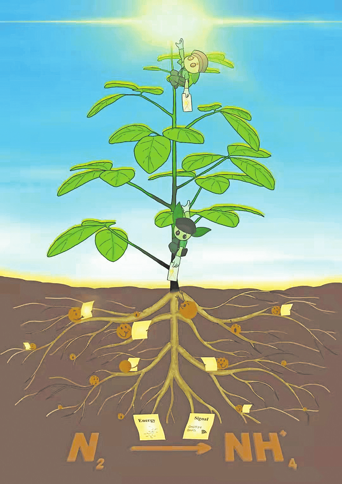 发现豆科植物共生固氮需光“信使” 河南省科研团队原始创新取得重大突破_学路