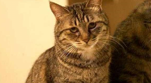 猫咪冬天把狸花猫关在门外面，会被冻死吗？