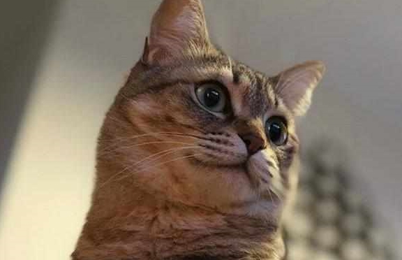 猫咪冬天把狸花猫关在门外面，会被冻死吗？
