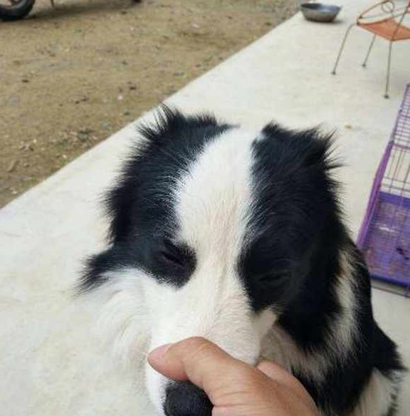 智商|边境牧羊犬虽聪明，但是训练，也要遵循这5个点！