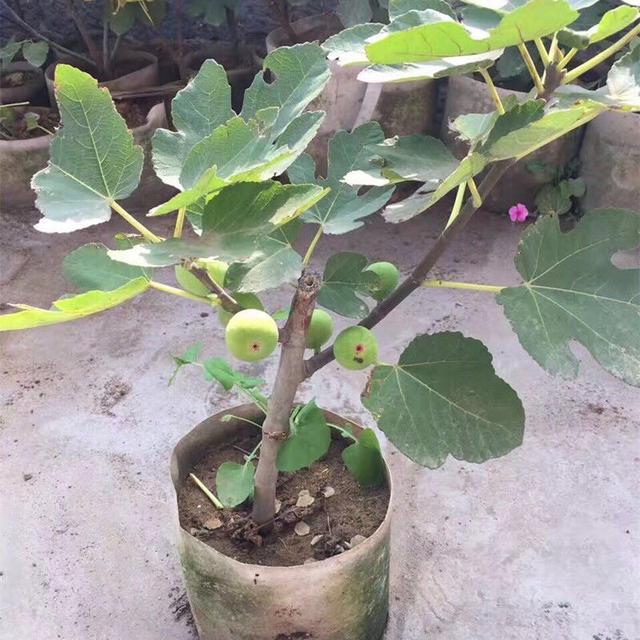 瓶子树开花图片 c98cfe118a1746ae993c6752a4be2175.jpeg