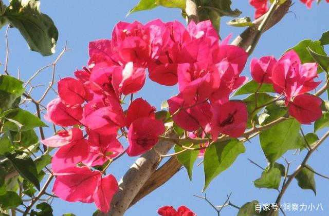 精品三角梅老桩 cd6063054a5c48ed89e79646e2281ce2.jpeg