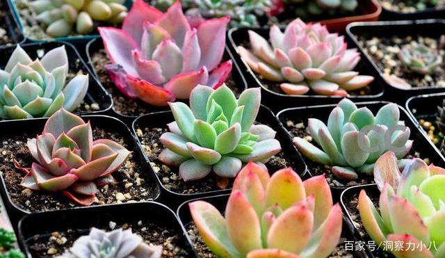 多肉有 三怕 避开不腐烂 蹭蹭冒芽不停歇 40 也生机勃勃 修剪 新闻时间