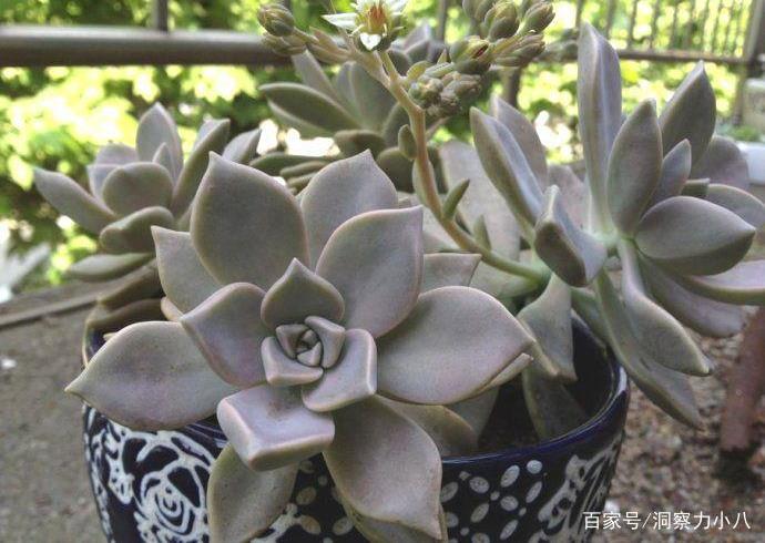 多肉植物怎样养成悬崖桩 1f63566deb2c45c184d77e1a5ed169b0.jpeg