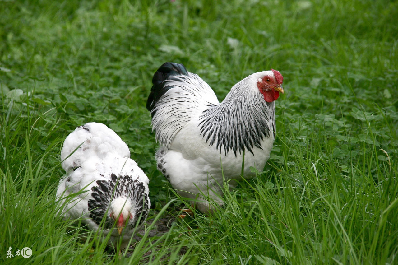 女属鸡 男属兔 女的大男的七岁 这样的属性适合结婚吗 比属鸡大六岁属什么 自媒体热点