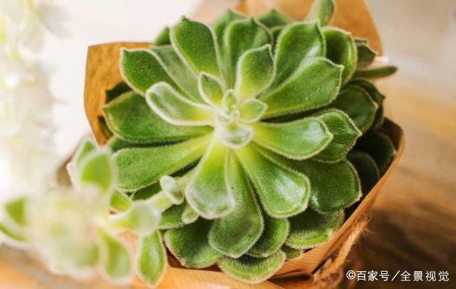 多肉水浇多了叶子会变软吗 4d3ee10c25904d2badff62f11a702f06.jpeg