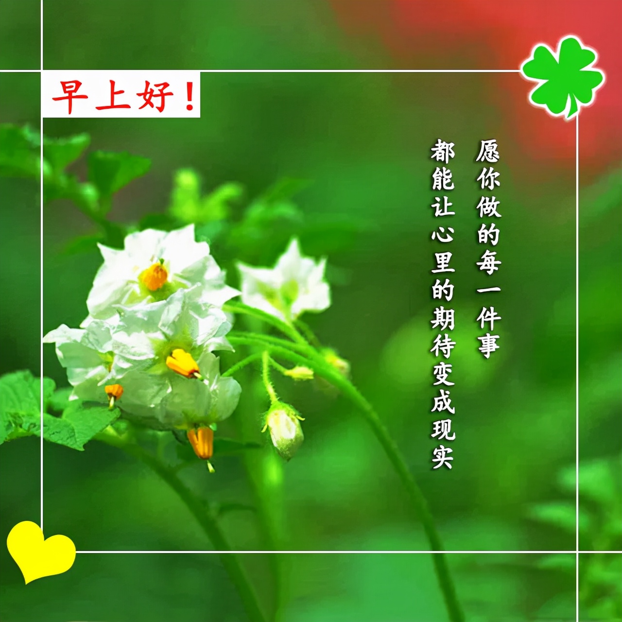 原創最新漂亮的早安祝福圖片早上好鮮花動畫表情大全