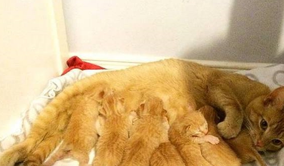 花100买了只橘猫,没多久就生了一窝猫,主人却哭晕:都是讨债的 花100买了只橘猫,没多久就生了一窝猫,主人却哭晕:都是讨债的