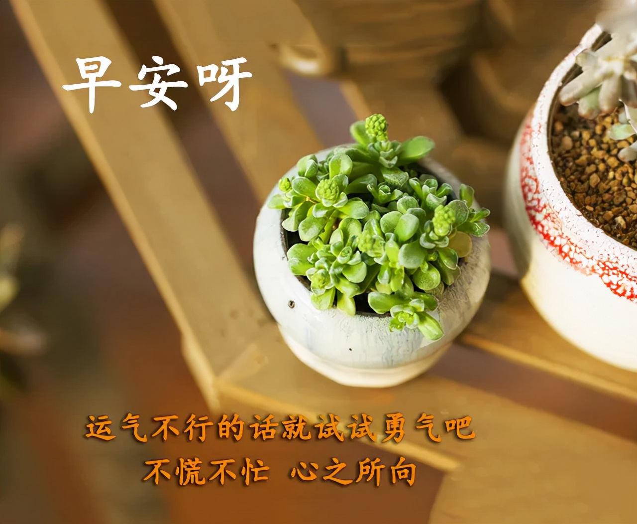 原創最新漂亮的早安祝福圖片早上好鮮花動畫表情大全