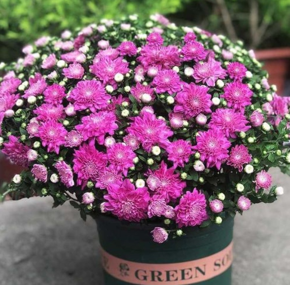 盆栽花推荐4月 8b97d32a79524ba7a3dce105e1eafc93.jpeg