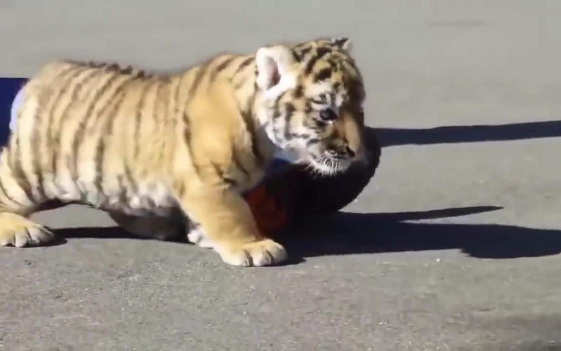 大家怎样看待将小老虎当做宠物饲养的事情呢?