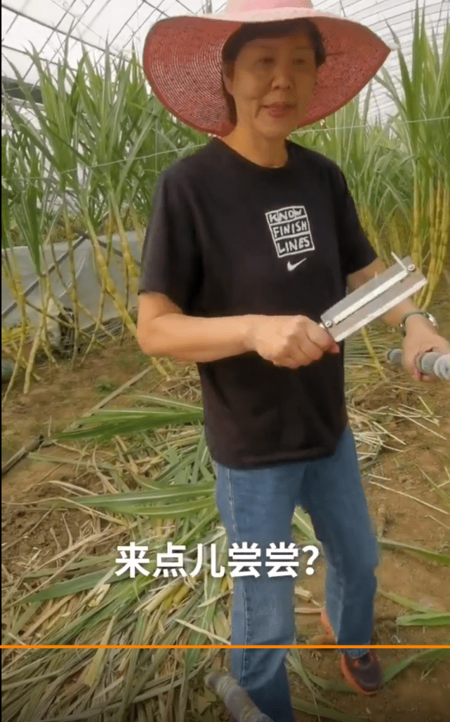 甘蔗切段 d3a434a7099a433ba216d77c76c3bdf1.png