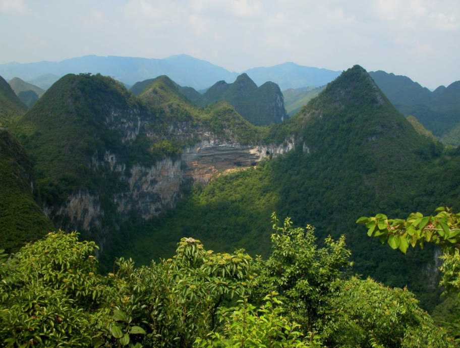 广西百色区一原始森林,生长在地下,树木需要5人环抱才能围住!