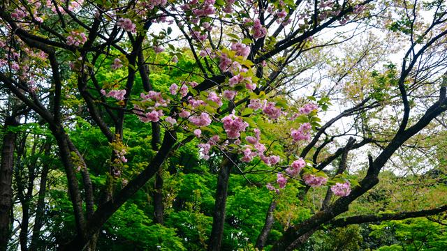 新宿御苑 繁华闹市里美得不可思议的公园 东京 言叶之 时候