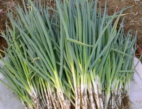 什么时候种大葱好 41a4d28a01f24dc98f6803db5c48f434.jpeg