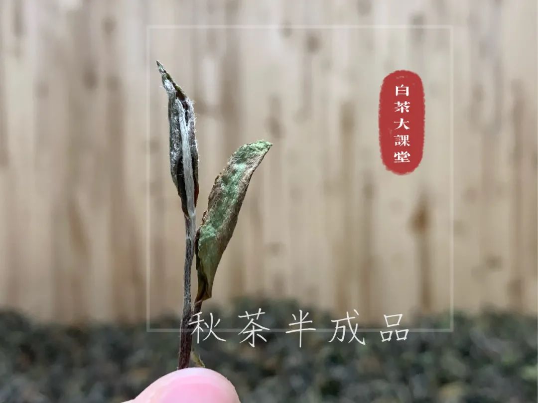 茶叶|为什么白茶泡了2次就淡了，耐泡度不如红茶和岩茶？真相来了