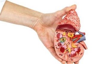 肾脏|肾衰竭来临前,会有哪些症状暗示,可能是尿毒症“前身”,需留意