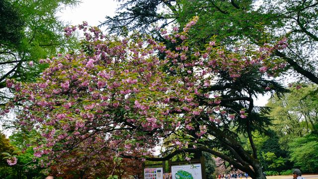 新宿御苑 繁华闹市里美得不可思议的公园 东京 言叶之 时候