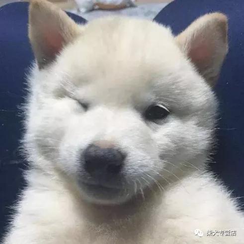 柴犬懒惰不爱动 是什么原因 缺钙 全网搜