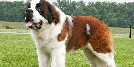 此犬被瑞士称为 国宝 世界上体型最大的犬之一 曾几近灭种 圣伯纳 新闻时间