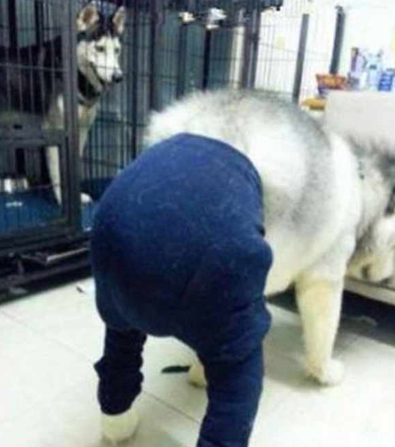 猫咪男子回家路上听到狗乱叫，以为有人偷狗，结果一看画面太尴尬！