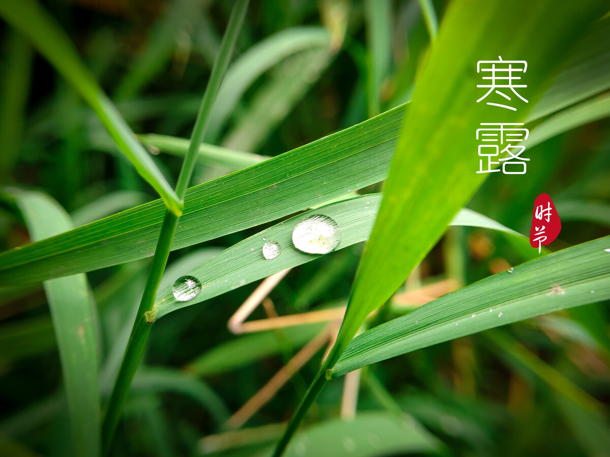 原创8张非常漂亮的寒露节气图片带字祝福语温馨的寒露祝福大全简短