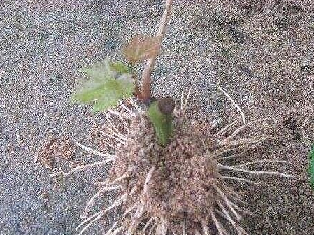 盆栽葡萄养根方法 cf49c8d3fb314ac28ff37cd5603b0c46.jpeg