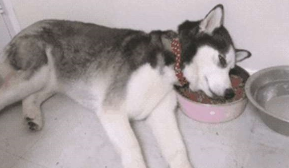 猫咪男子回家路上听到狗乱叫,以为有人偷狗,结果一看画面太尴尬!