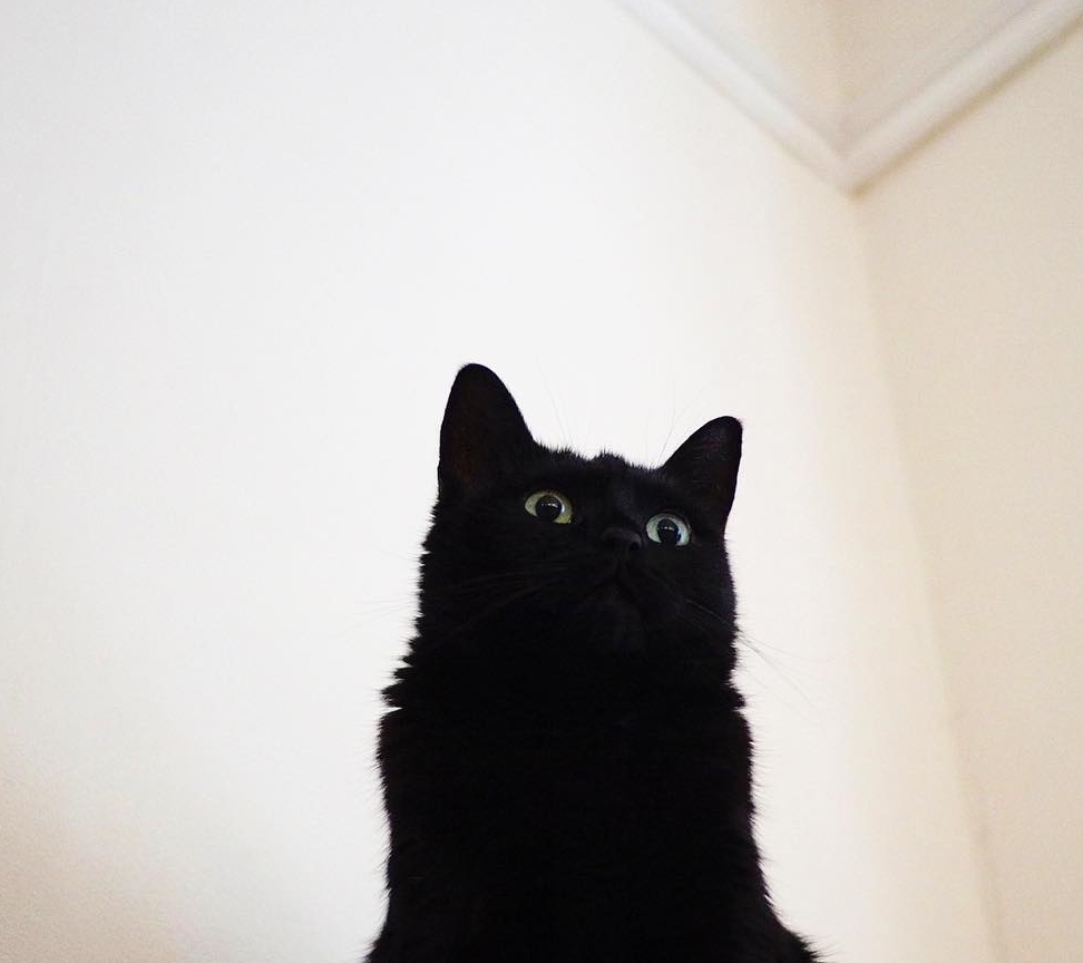 因为养猫一定要理性大于热情，因为未来十几年你都要面对这些麻烦事儿