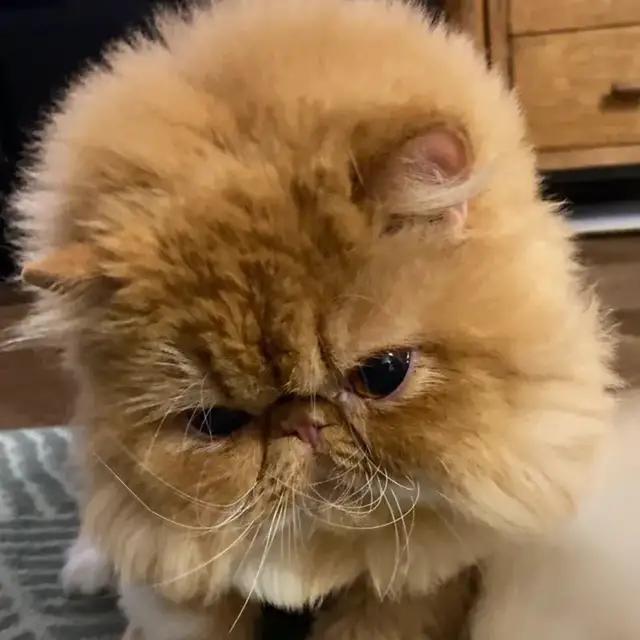 什么笑尿！网红加菲猫模样霸气又潦草，面包脸走出了十级飓风的样子？