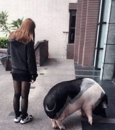 開心搞笑一刻：妹子，你養的這條寵物豬是給老闆騙了吧 搞笑整蠱 第1张