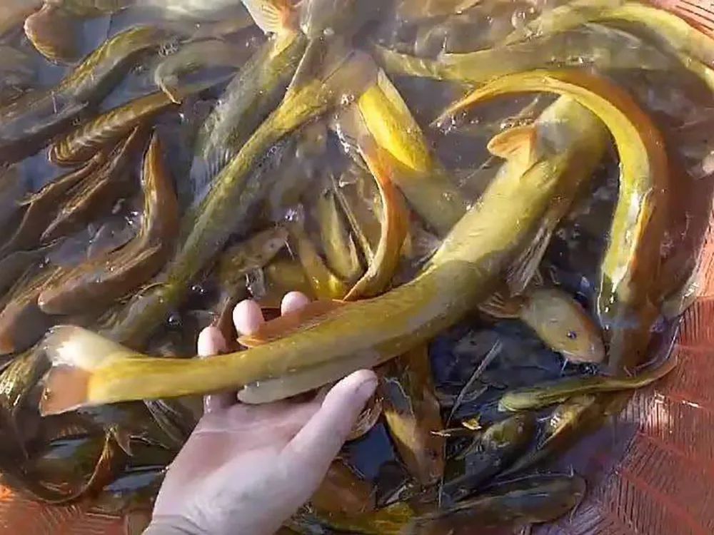 长得像牛尾巴,熬汤似牛奶,好多人以为是黄辣丁,野生的不多了_养殖